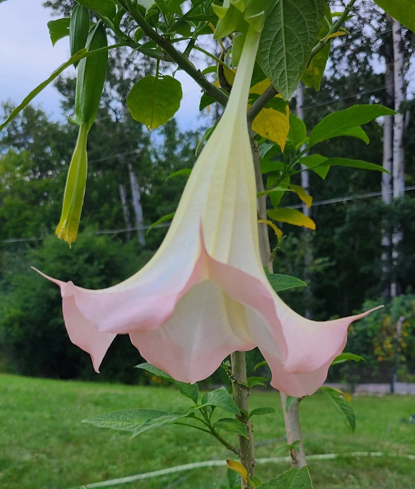 Angel's Trumpet Cuttings - Frosty Pink - Brugmansia spp. - Rooted and Unrooted Options Available