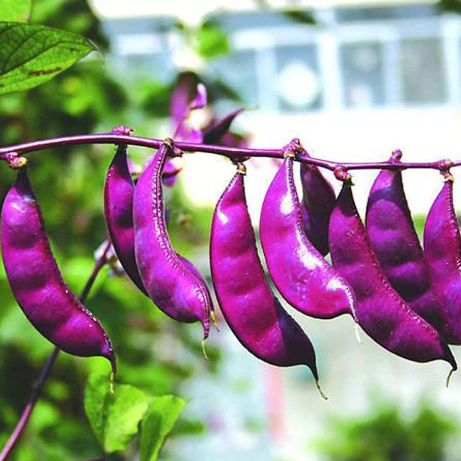 hyacinth bean plant seeds Non-GMO Purple Hyacinth Bean Seeds, 30 Pcs, Red Leaved Plant Vine, Dol –  Jayme Garden