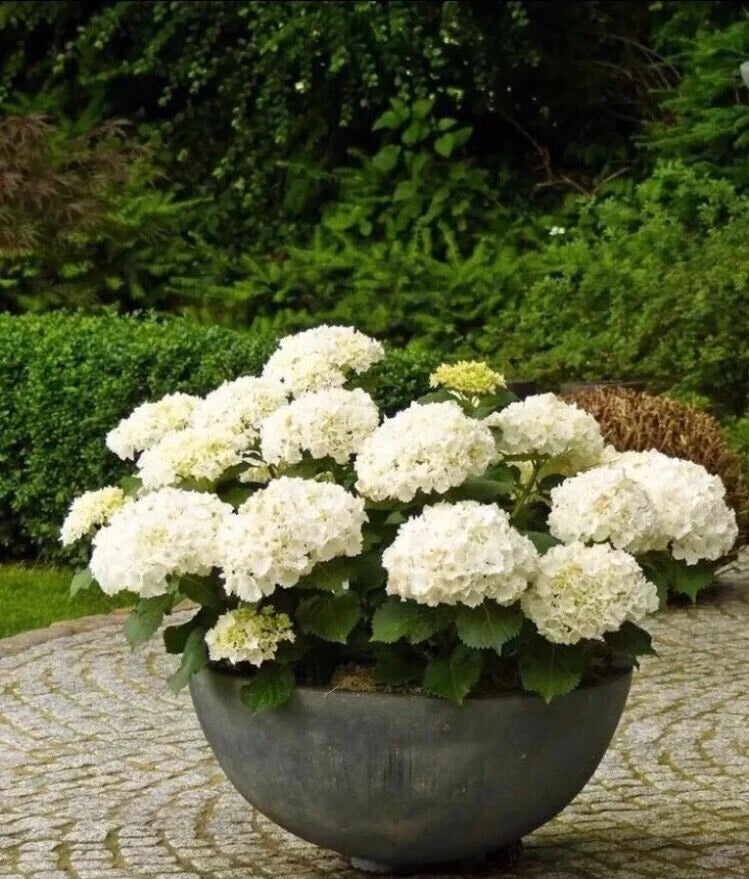 20Pcs White Hydrangea Seeds - Perennial Flower Seeds for Home Garden - Easy to Grow (Hydrangea macrophylla)