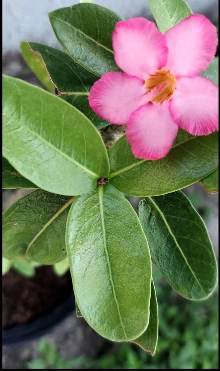 pink rose succulent garden Desert Rose Cuttings - Rare Pink Adenium obesum Succulent