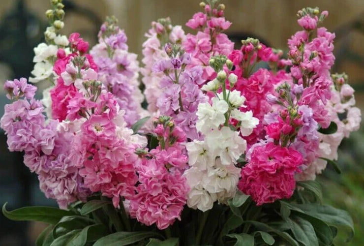 Katz Mix Stock Seeds - 25 Pack - Colorful Annual Flower Seeds - Matthiola incana