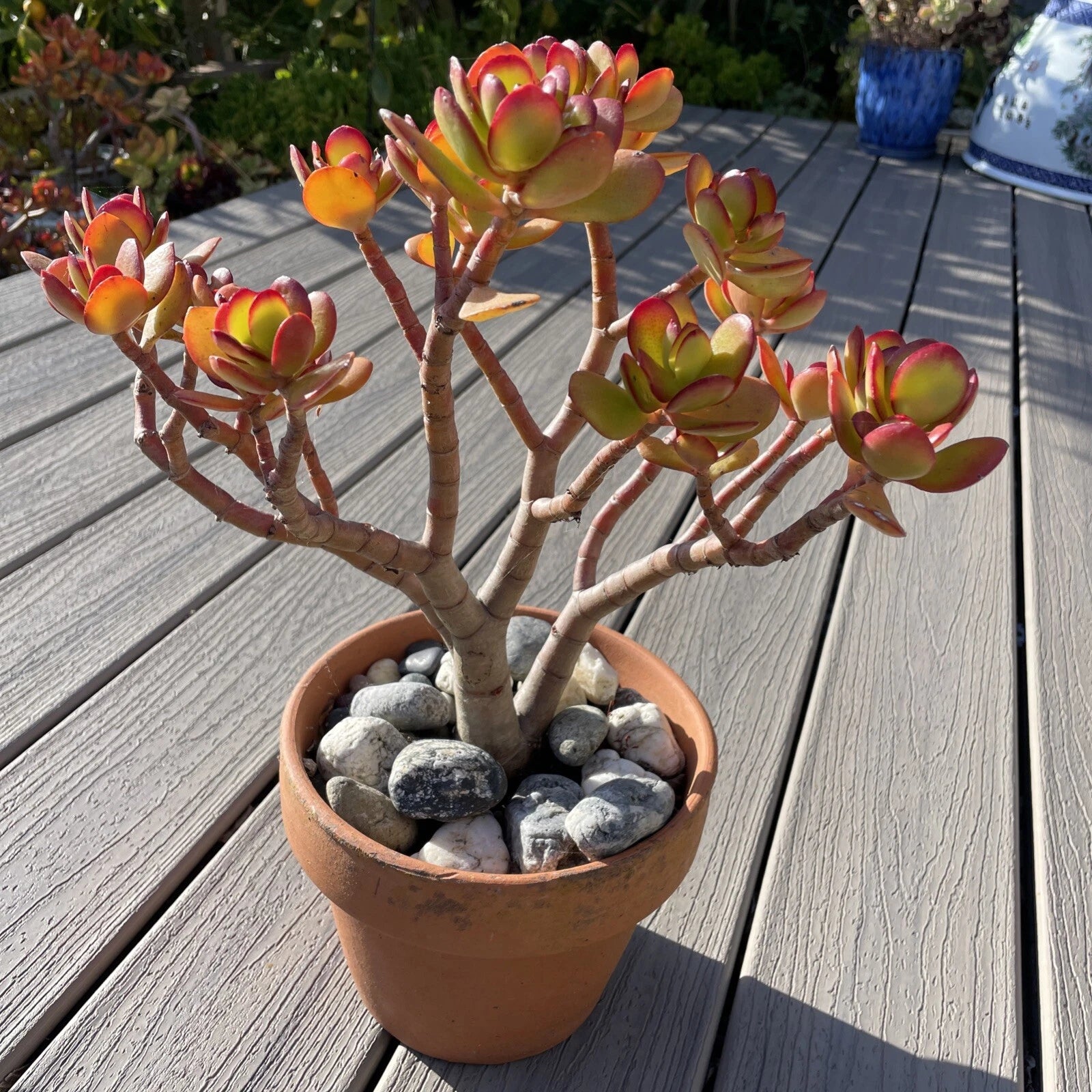 RARE RED AKAI Jade Succulent 12” Bare Rooted Bonsai Tree Crassula Ovat –  Jayme Garden