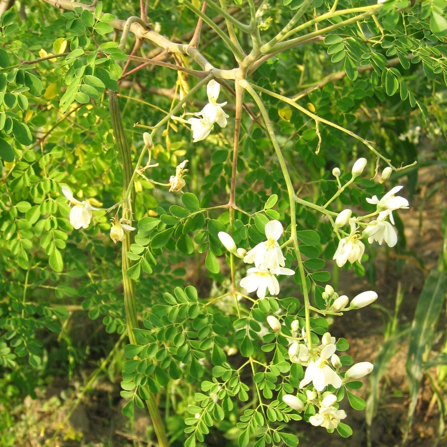 Moringa Tree Seeds - Drumstick Horseradish Pods - M. Oleifera - Indian Seeds for Planting 2025