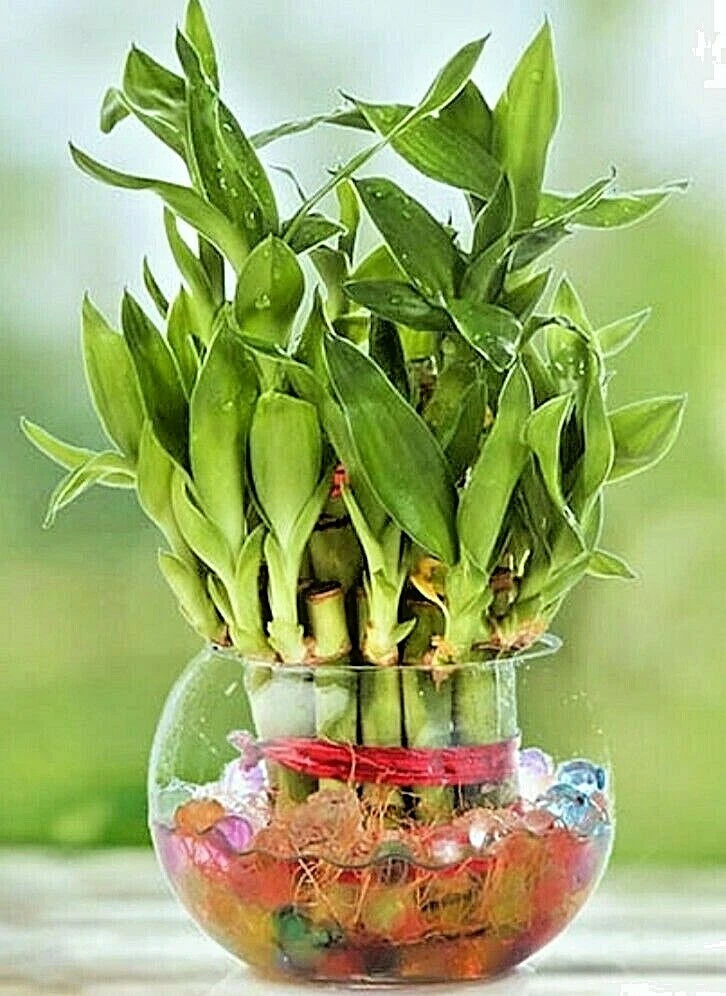 8 stalks of lucky bamboo Lucky Bamboo Plant - 8 Stalks - Approx 4" Long - Feng Shui Water Plant
