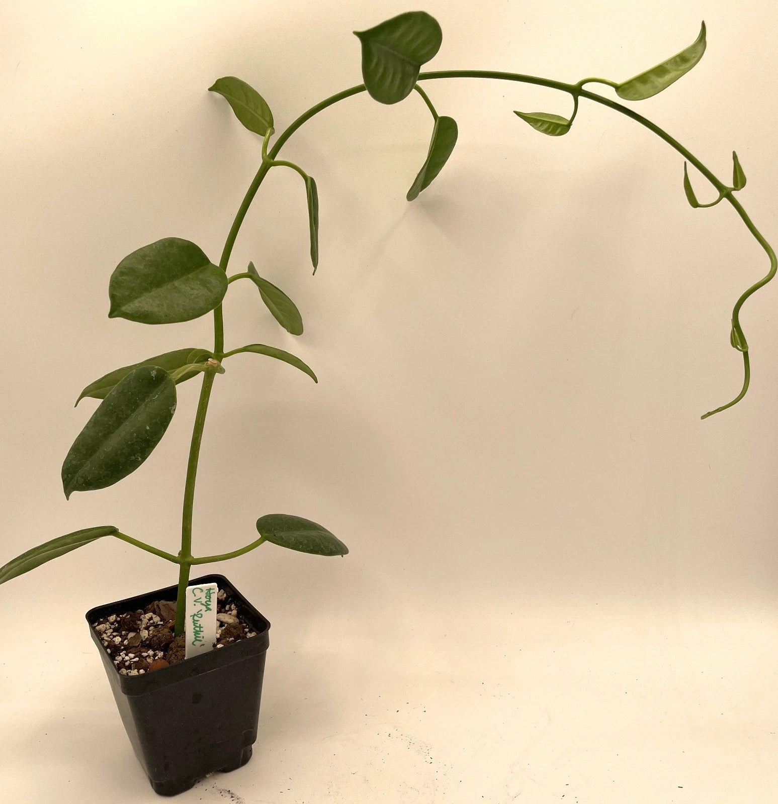 hoya plant air purifier Hoya Ruthie Plant in 3.5" Pot - Fully Rooted Eriostemma
