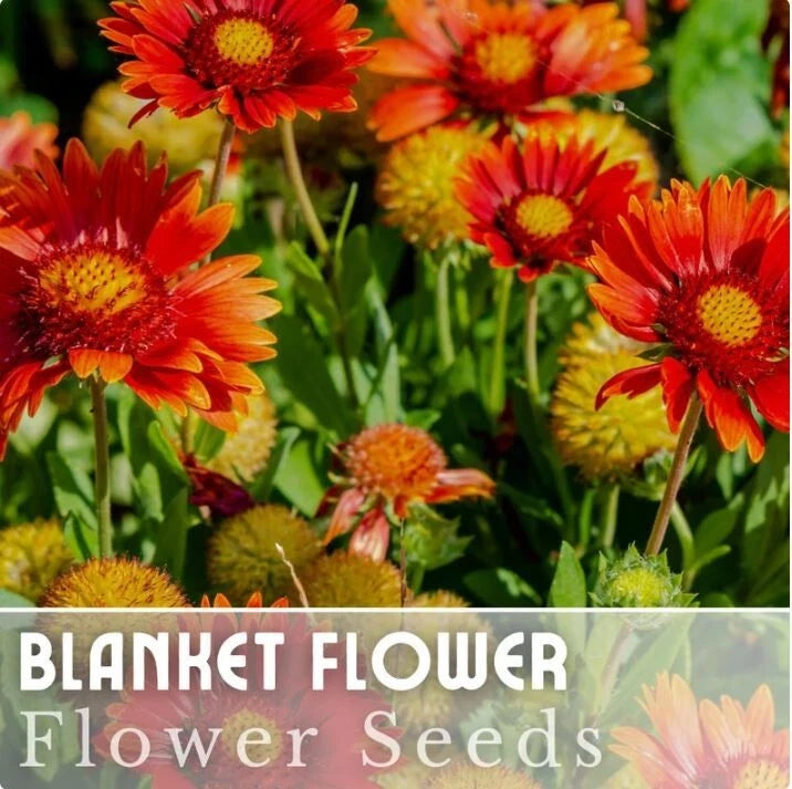 Blanket Flower Seeds - 200 Seeds - Ruby Red Shades - Gaillardia pulchella Garden Bloom Annual