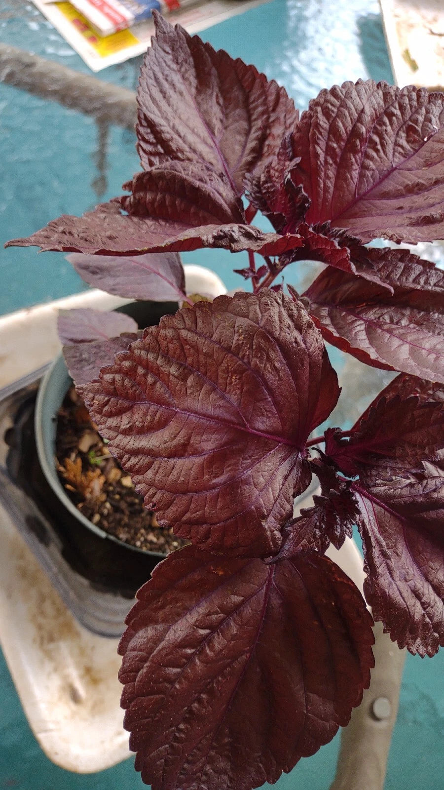 Bare Roots Red/Purple Perilla frutescens Shiro Live Plant 2-Pack Fast-Growing Heat-Tolerant Low-Maintenance