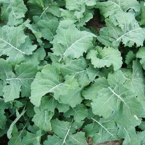 Kale Seeds 500+ Early Hanover Garden Vegetable Green Salad Brassica oleracea