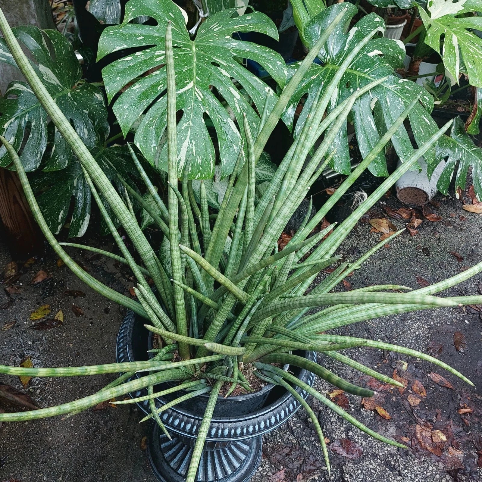 Snake Plant Cylindrica - Rooted Live Plant - Sansevieria - African Spear