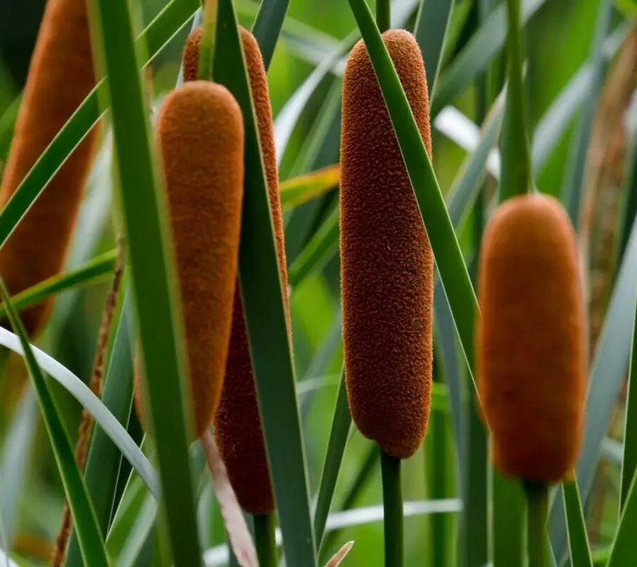 marginal pond plant seeds Cattail Seeds, 200+ Seeds, Typha latifolia, Marginal Aquatic Pond Plan –  Jayme Garden