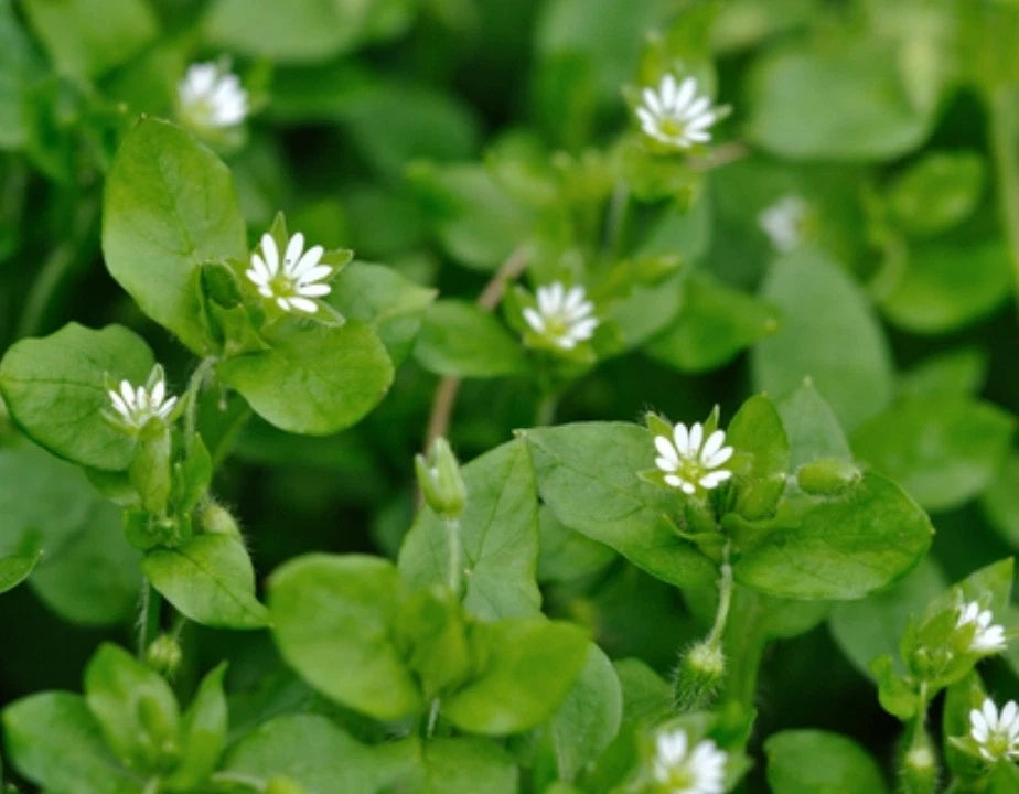 500+ Organic Chickweed Seeds, Medicinal Herb (Stellaria media), Heirloom, Non-GMO, Home Garden Planting