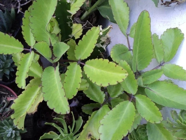 Jade Plant Cuttings - 3 Fresh Live Cuttings - Lucky Plant - Crassula ovata - Easy to Grow Organic