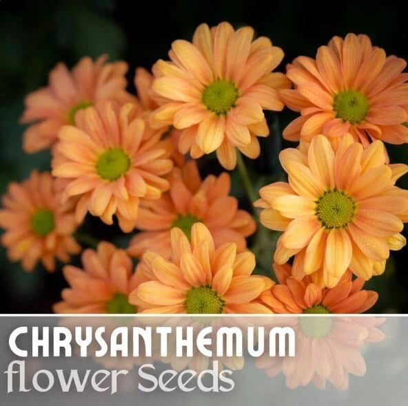 Guava Frost Mum Seeds - 200+ Chrysanthemum Seeds - Annual Flower Seeds