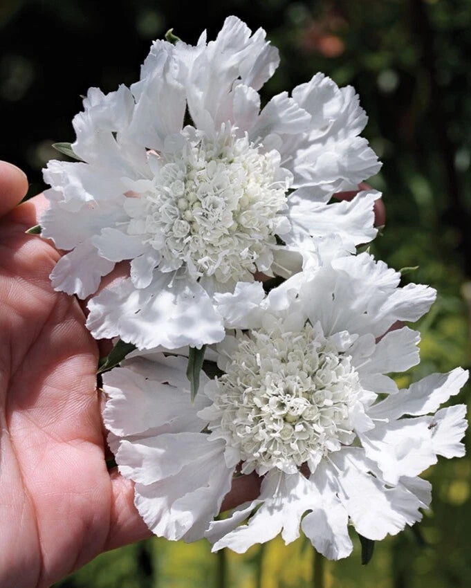 White Scabiosa Pincushion Flower Seeds - 100 Organic Perennial Seeds, Scabiosa caucasica