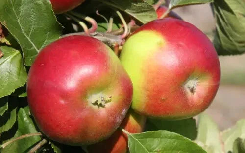 Burgundy Apple Seeds - 25+ Heirloom Seeds for Garden Planting - Malus domestica - USA - Free Shipping