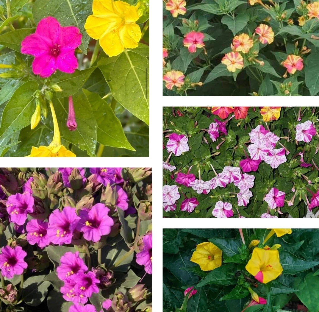 25+ Seeds Four O'Clock Mix Colors - Mirabilis Jalapa Flower Seeds for Garden Planting