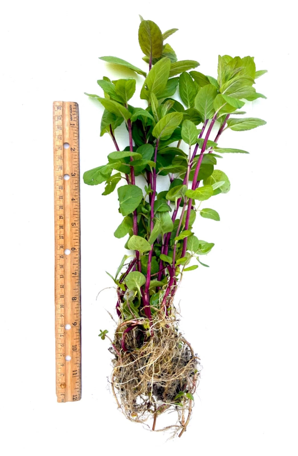 8 Rooted Peppermint Plants 8–15” – Organic Live Mint Plant Starts, Hardy Perennial Herb for Tea, Cooking & Garden Containers