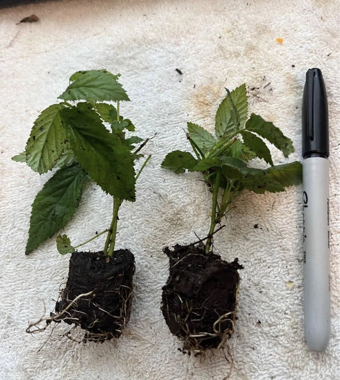 Boysenberry Plant – Rubus Hybrid Live Bare Root Vine | Easy-to-Grow Starter for Patio, Garden, or Orchard | Sweet Juicy Berries