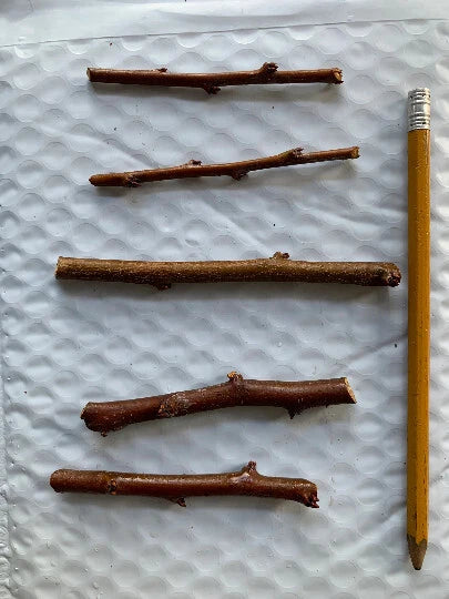 5 Emerald Pluot Scions ā Unrooted 3ā6" Grafting Cuttings ā Plum x Apricot Hybrid ā Rare Fruit Tree Variety for Grafting