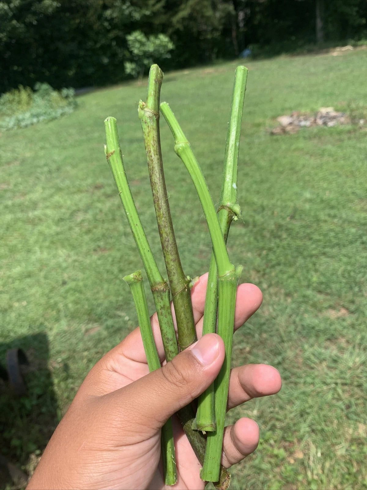 5 Fresh Fig Tree Cuttings (8" Each) โ Organic Unrooted Cuttings from Fruiting Tree | Propagation, Grafting, Heirloom Fig Plant