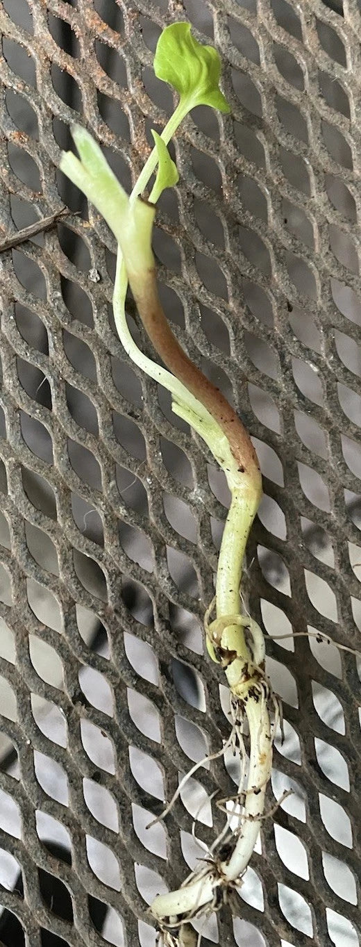 20 Bare Root Houttuynia Cordata | Fish Mint Diep Cá Rau Vấp Cá | Live Medicinal Herb Plant for Pond, Garden, or Culinary Use