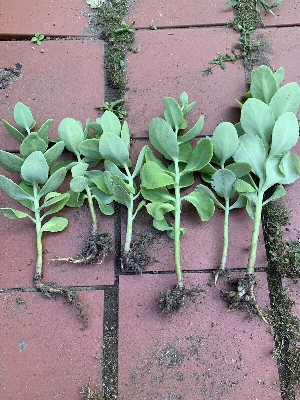 1 Sedum Autumn Joy Live Plant | Bare Rooted Starter | Pink Blooms, Drought Tolerant, Perennial Succulent, Pollinator-Friendly