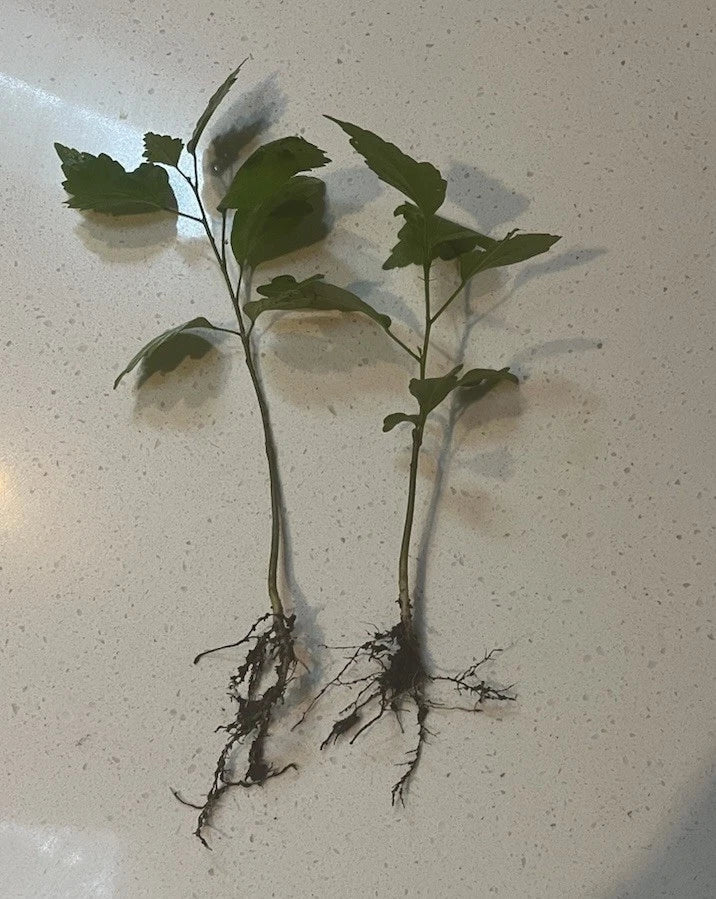 5 Rose of Sharon Bare Root Plants | Hibiscus syriacus Starter Shrubs | Hardy Perennial Flowering Bush | Live Garden Plants