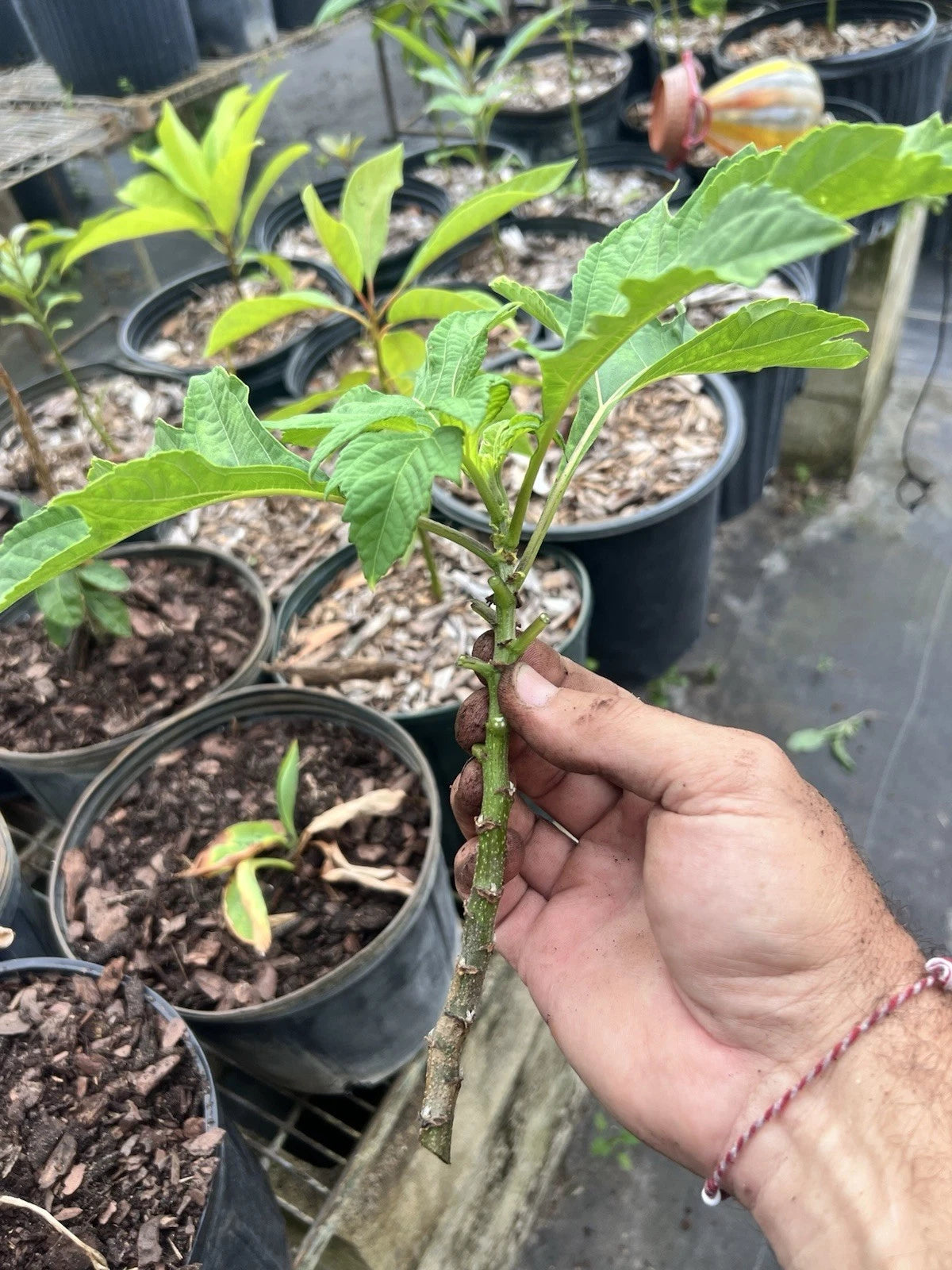 15 Mexican Sunflower Cuttings | Tithonia diversifolia | Unrooted Flowering Stems | Yellow-Orange Blooms for Pollinators & Landscaping