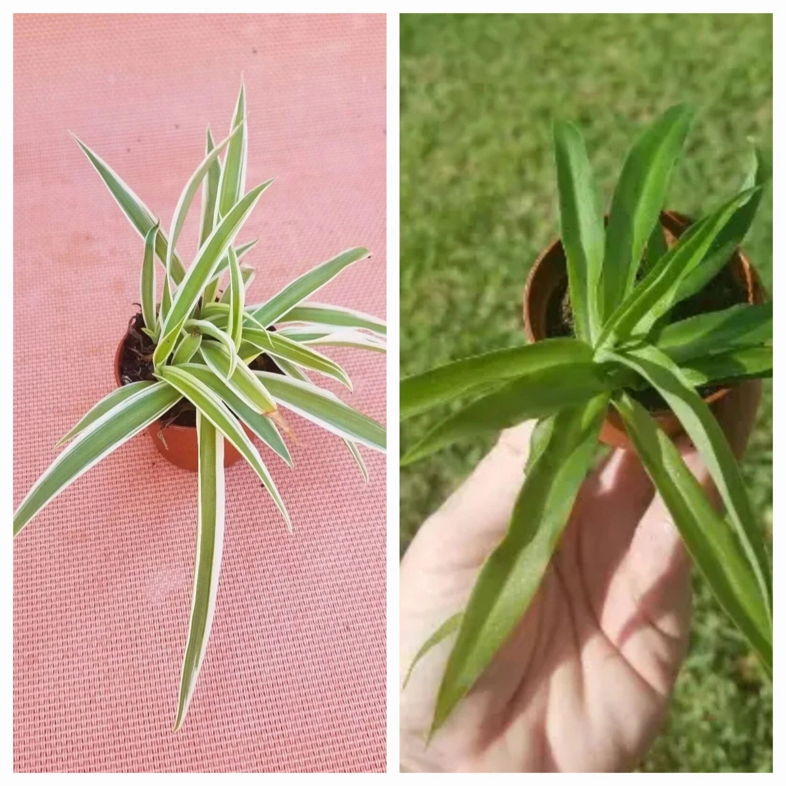 pink and green spider plant Set of 2 Spider Plants - Variegated & Solid Green