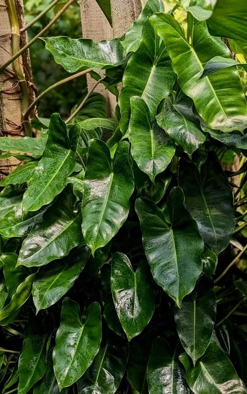 Philodendron Plant with Roots | Burle Marx Variety | Easy to Grow, Air Roots  | Philodendron 'Burle Marx'  Jayme Garden