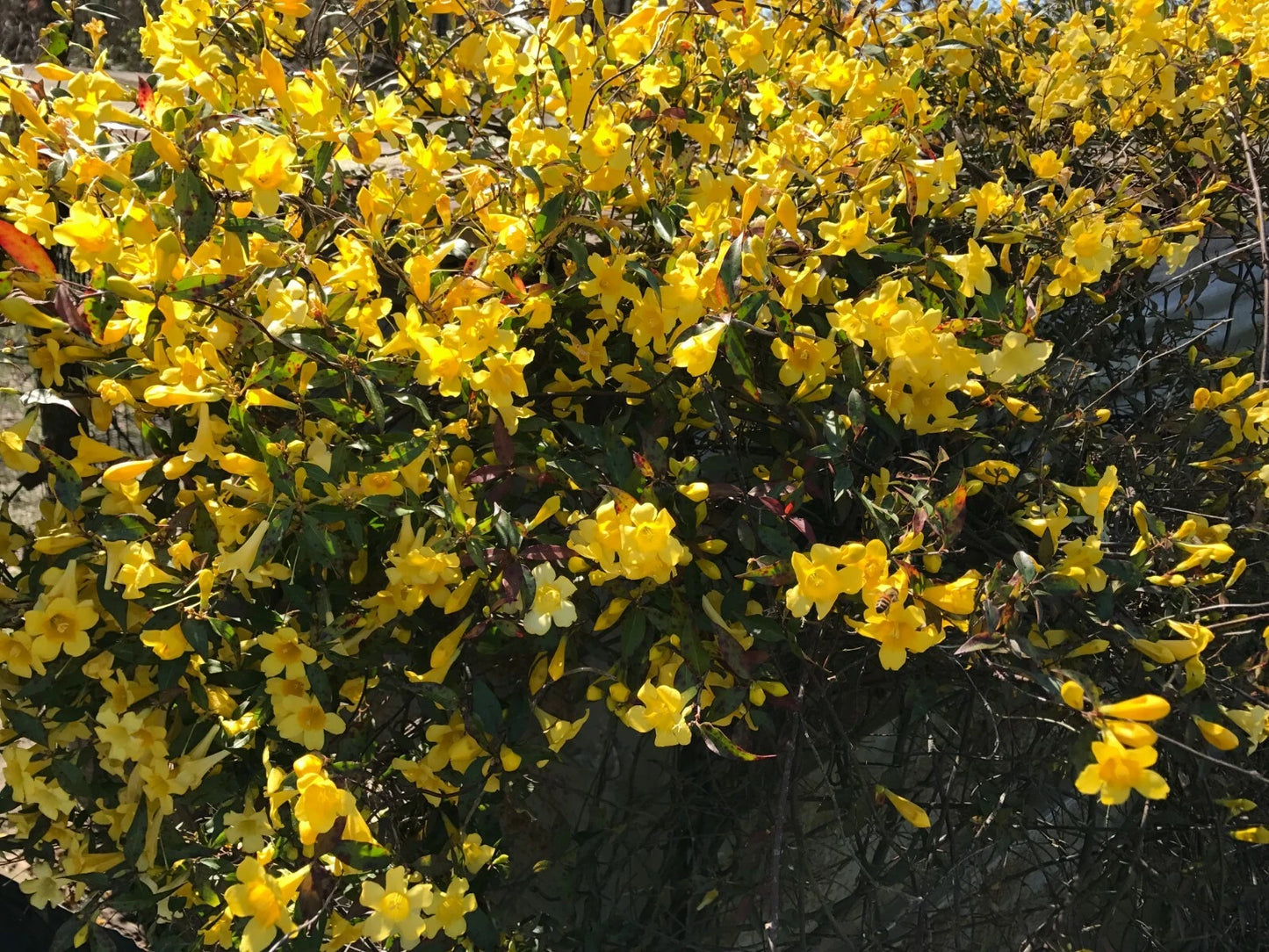 Yellow Carolina Jasmine Live Plants - 6 Starter Vines with Roots - Gelsemium sempervirens
