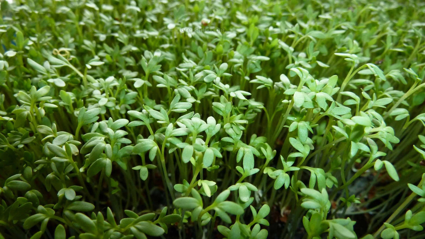 Curly Garden Cress Seeds (200 - 6400) Halim Aliv, Peppergrass Wort, Chandrashoor, Organic Herb Seeds for Garden