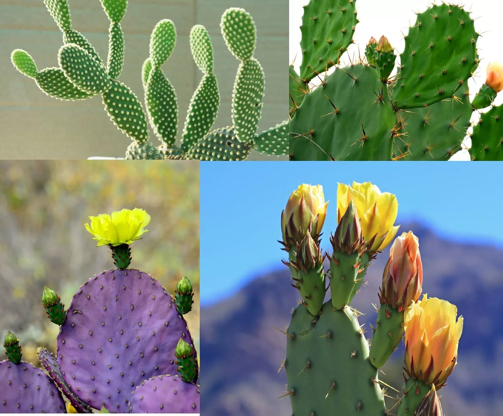 Prickly Pear Cactus Seeds Mix - 50+ Seeds - Colorful Varieties