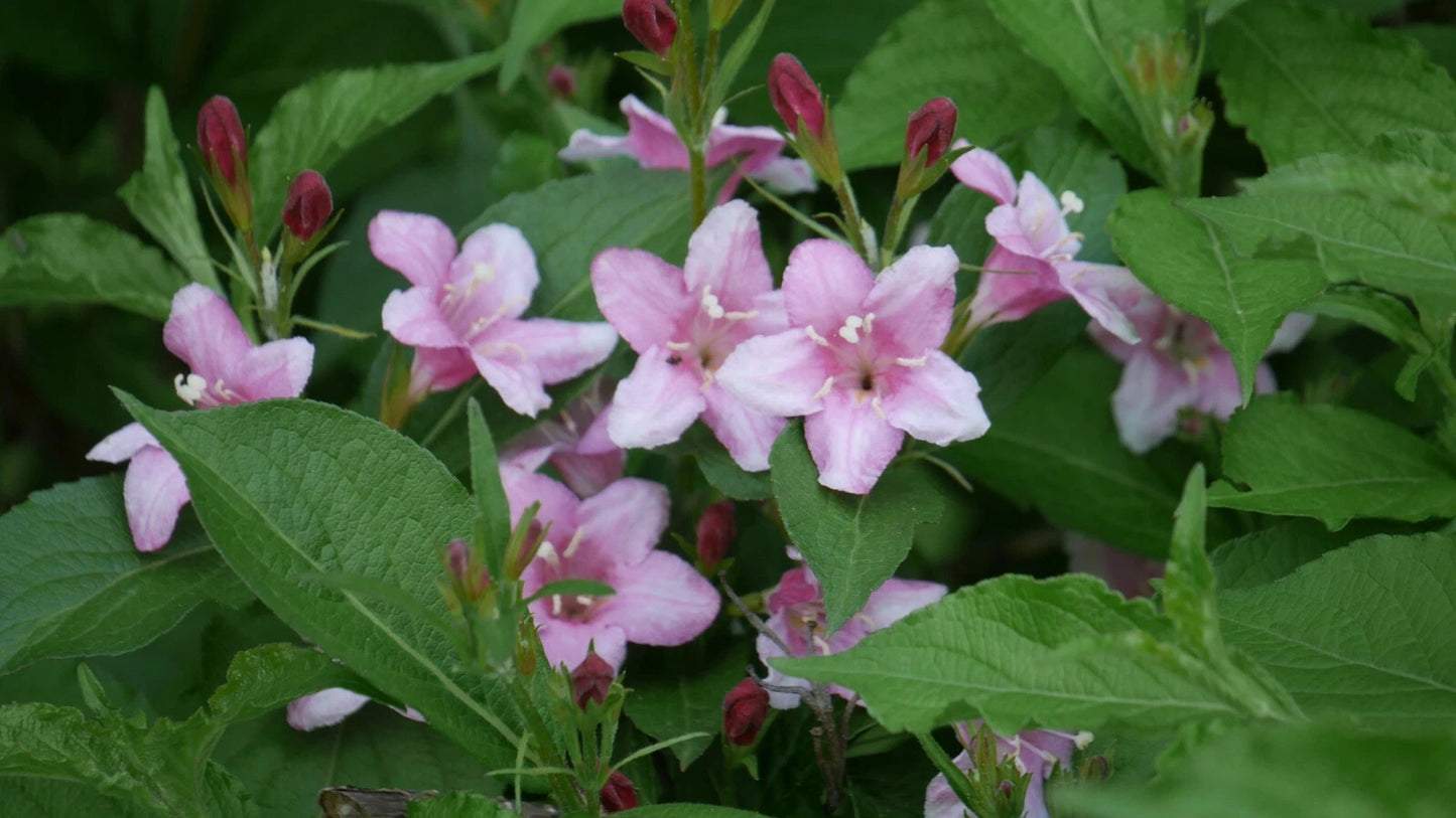Four O'Clocks Seeds, Marvel of Peru, 25 Seeds, Mirabilis jalapa, Colorful Annual Flowers for Garden