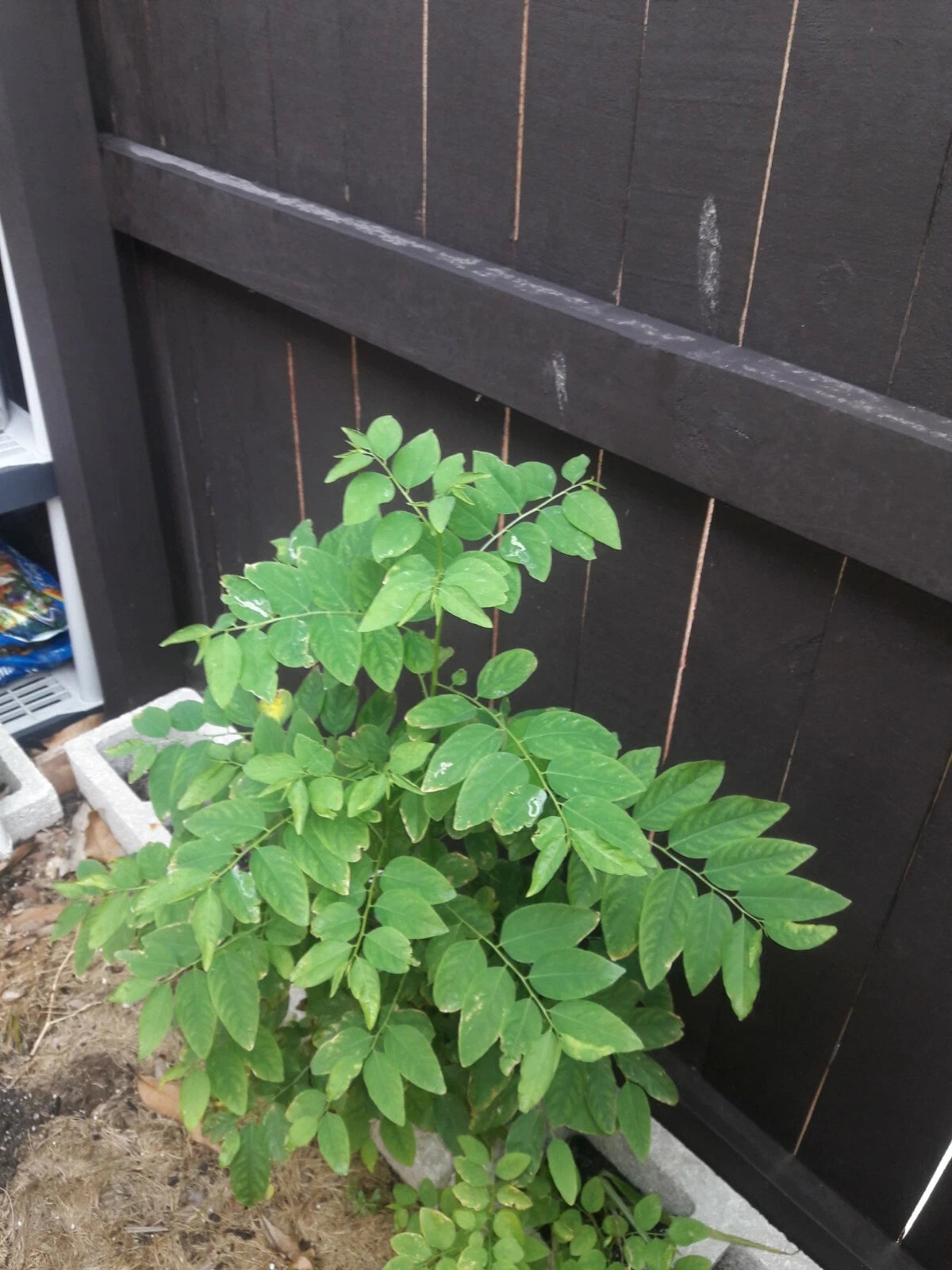 Katuk Cuttings - 8 Sweet Leaf Cuttings with Nutty Flavor - Sauropus androgynus (5 Inches)