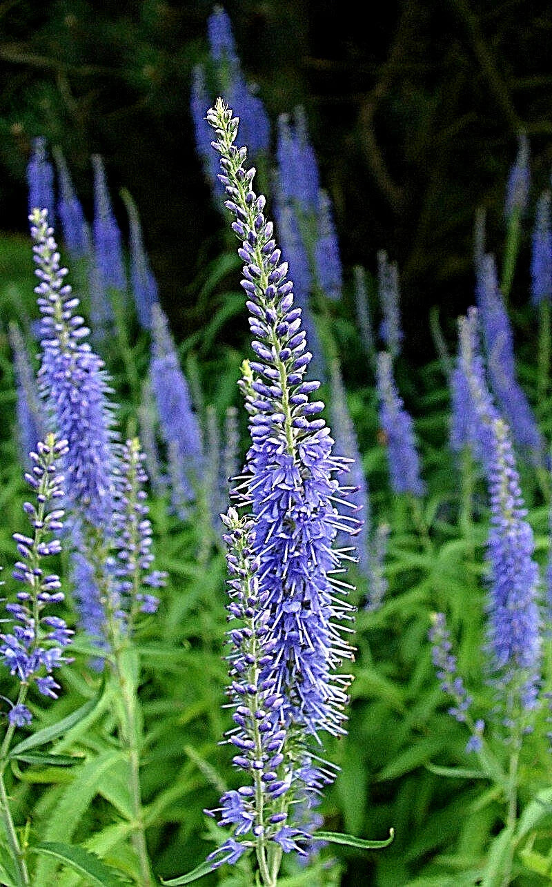 Blue Veronica Longfolia Seeds - 160 Count, Speedwell Flower, USA Seller, Perennial Garden Plants