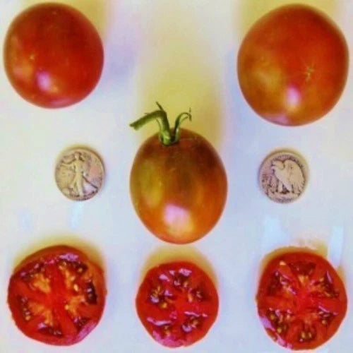 Black Prince Tomato Seeds - +25 Delicious Slicer Seeds - Heirloom Variety, Perfect for Home Gardens, Solanum lycopersicum