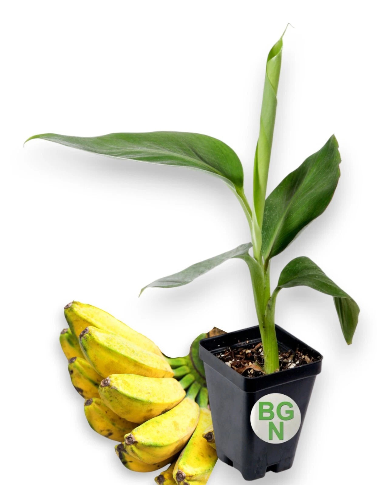 Burro Banana Plant - Live Plant - Unique Variegated Leaves - Musa acuminata 'Burro'