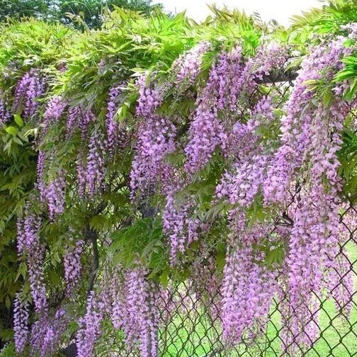 Blue Wisteria Live Tree 3.5" Pot, 8-14" Tall, Climbing Plant, Wisteria sinensis, Full Sun, Fast-Growing, Moist Soil