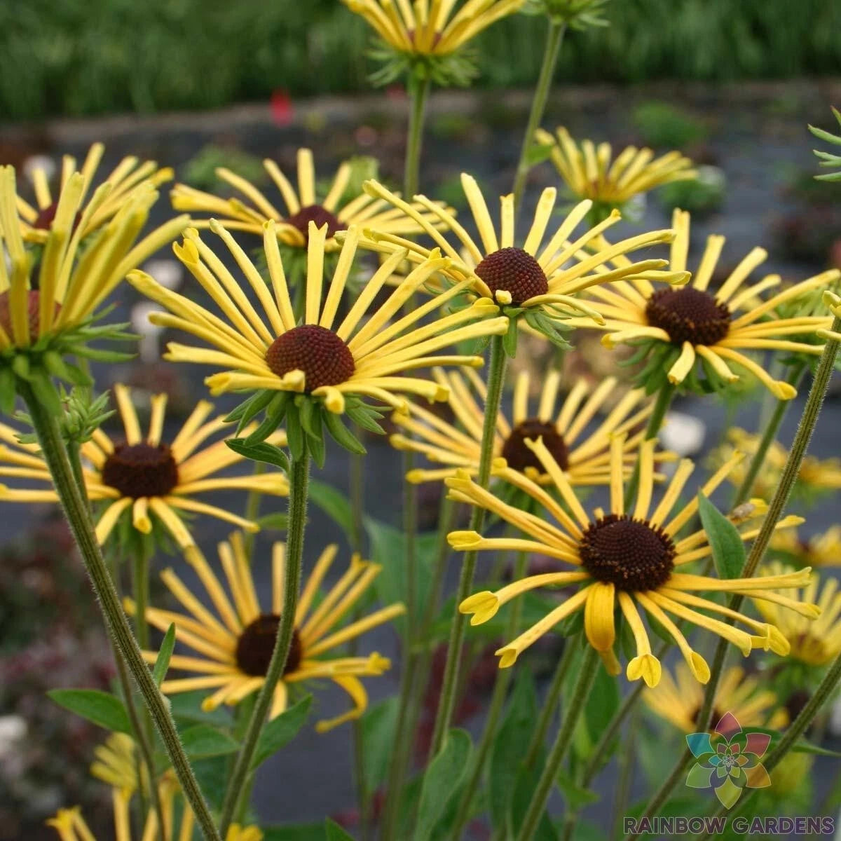 Henry Eilers Rudbeckia Seeds - 200+ Seeds for Garden Planting - Black-Eyed Susan (Rudbeckia subtomentosa) - USA