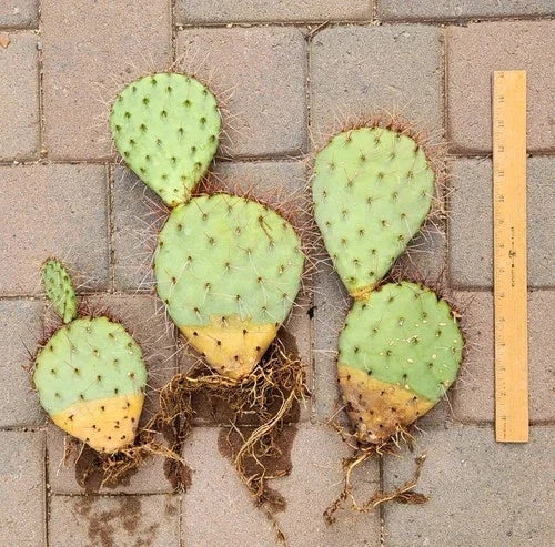 Prickly Pear Cactus Cuttings (3)