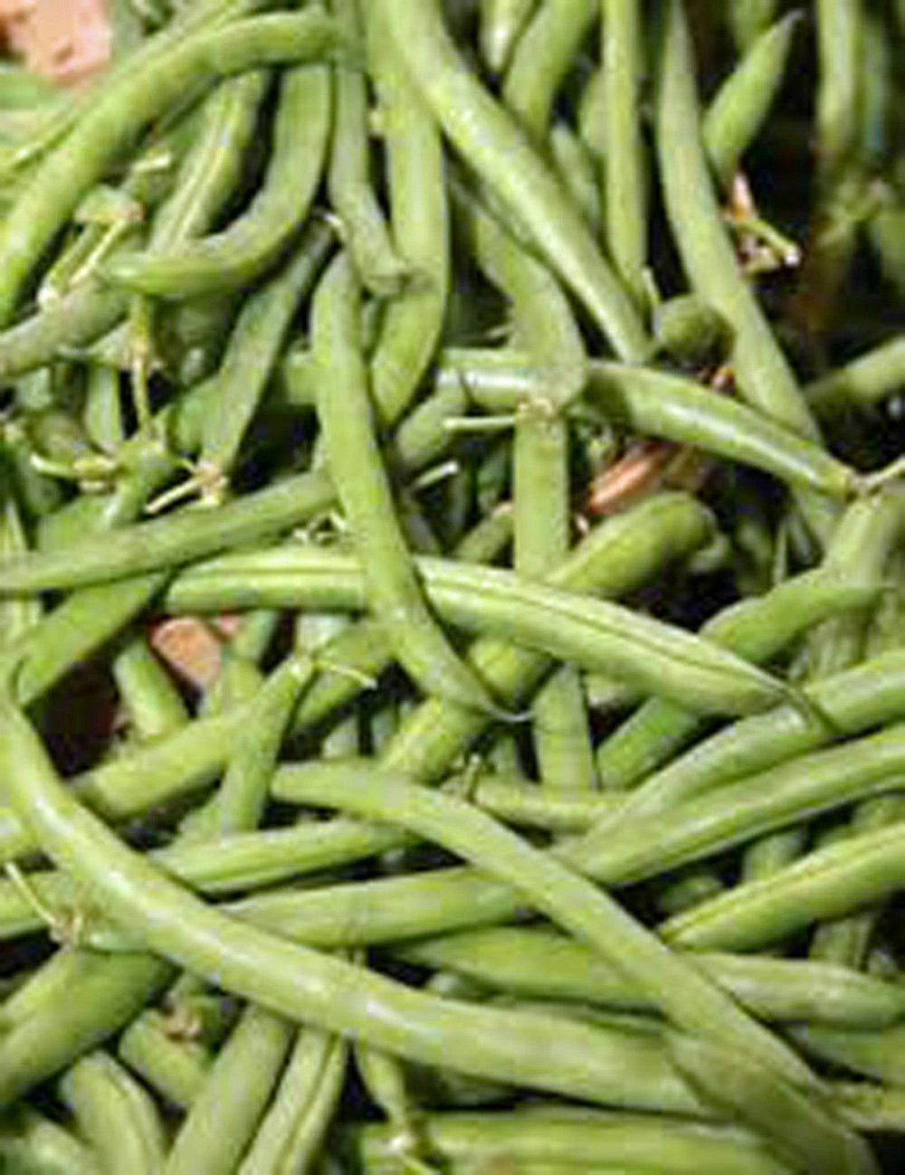 Stringless Green Bean Seeds, 1 LB, Non-GMO, Burpee Variety, Phaseolus vulgaris