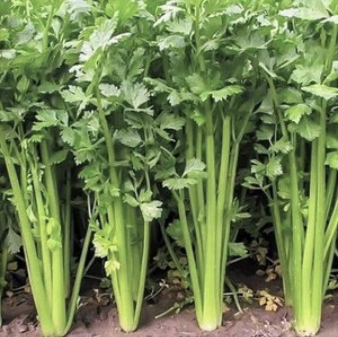 300+ Chinese Celery Seeds, Non-GMO Heirloom, Apium graveolens, Great for Home Gardening