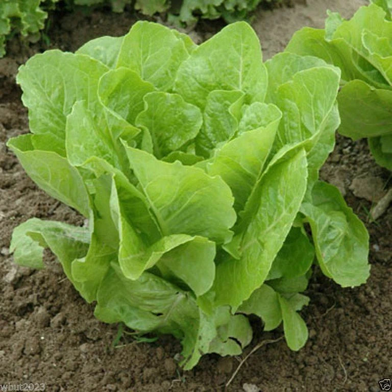 Lettuce Seeds - Jericho Romaine Variety - Fresh Non-GMO Seeds for Home Garden - Lactuca sativa