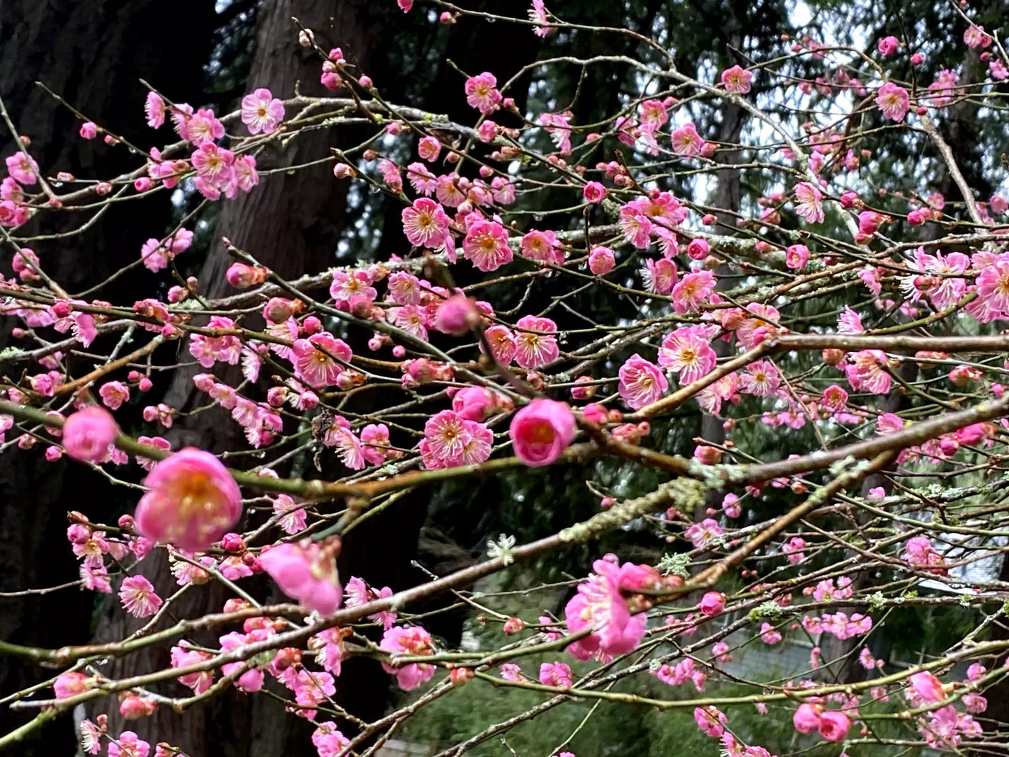 Japanese Ume Plum Cuttings 4-Pack Pink Variety Fragrant Winter Flowers Edible Fruits Prunus mume