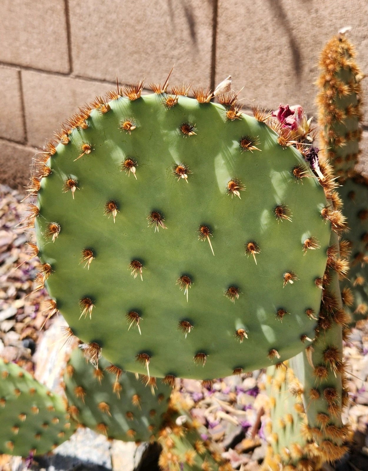 Live Cactus Pad Cutting - Opuntia Aciculata Chenille Prickly Pear - Succulent Plant Cutting for Indoor & Outdoor Gardening