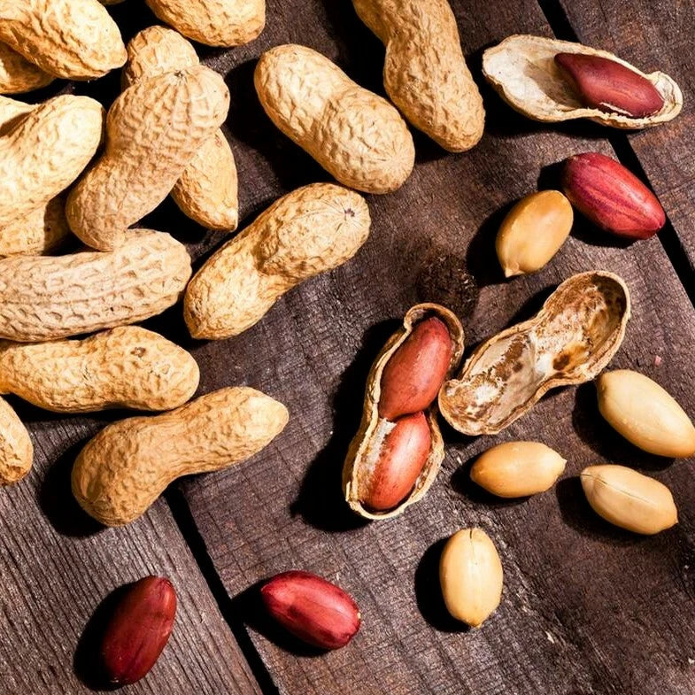 where to get peanut seeds for planting Jumbo Peanut Seeds - Bailey Virginia Variety - Treated No Shell Nut Seed