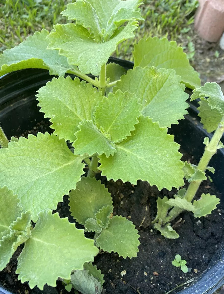 Cuban Oregano Plants 5-8