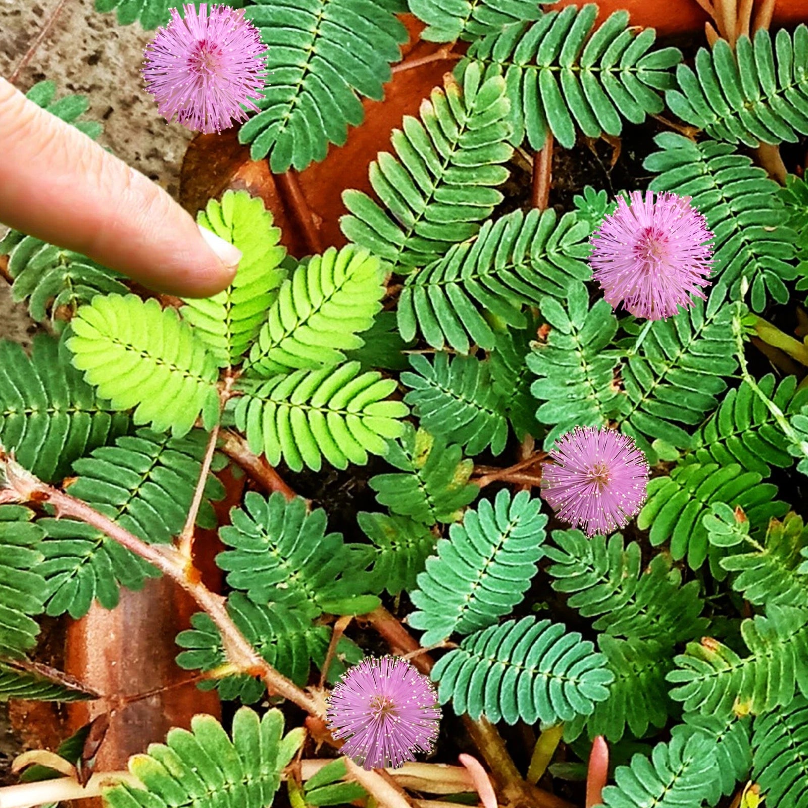 shy plant seeds Sensitive Plant Seeds - Shameplant for 2025 Planting - Mimosa pudica