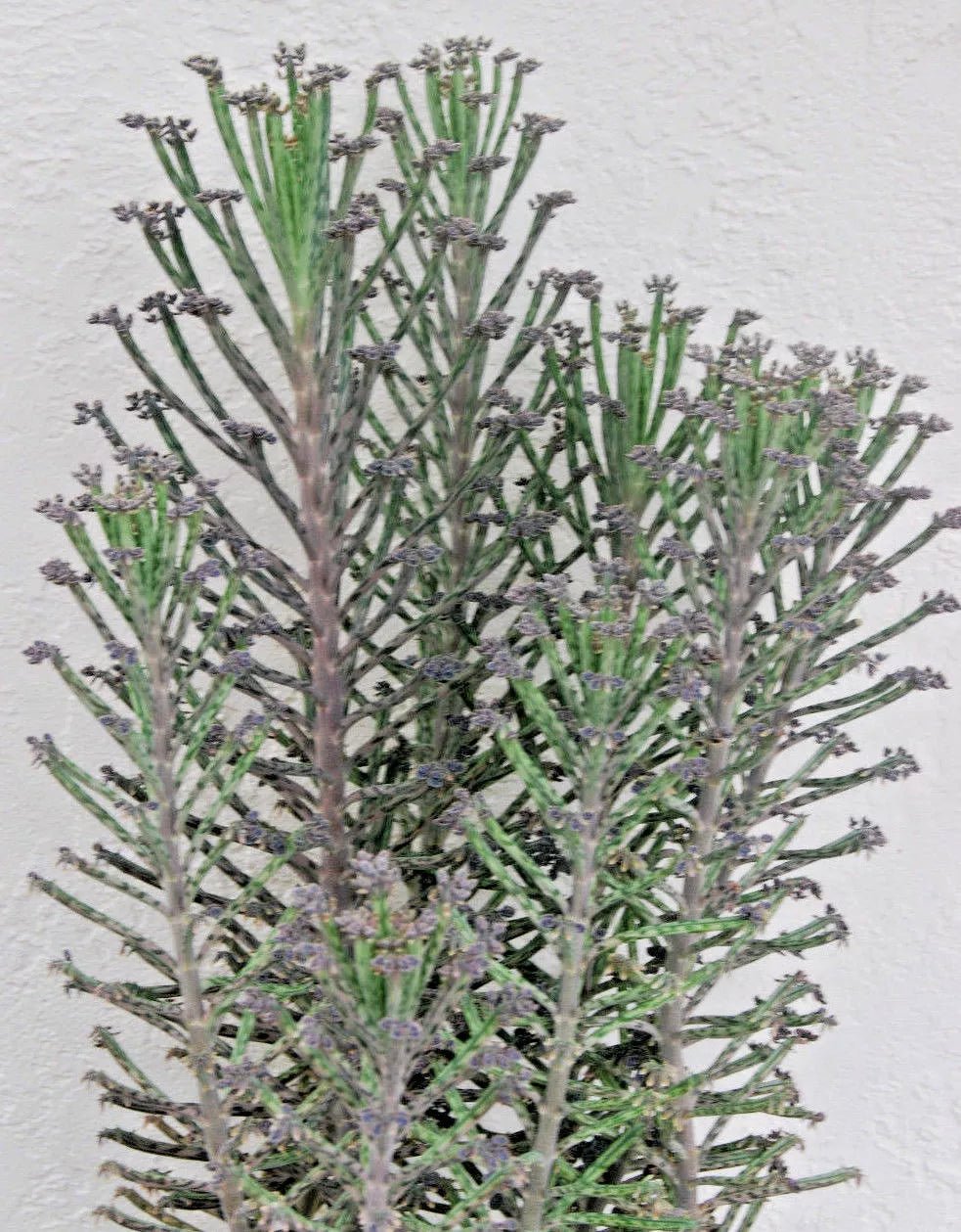 Kalanchoe Mother of Thousands Plant - Chandelier Style - Live Succulent - Bryophyllum Tubiflora